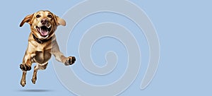 Golden retriever or labrador jumping isolated on a color background