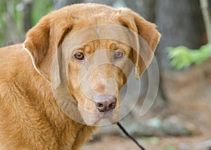 Golden Retriever Labrador Mixed Breed Dog