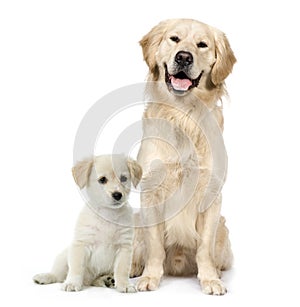 Golden Retriever and a Labrador puppy sitting