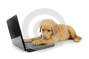 A Golden Retriever with a laptop isolated on white background, c photo