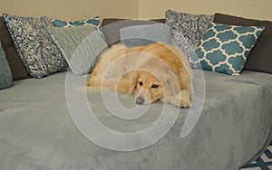 golden retriever laying down on the bed