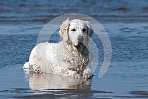 A Golden retriever lies and cools down in the sea