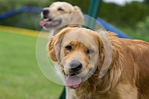 A Golden Retriever is looking in the camera at the background an other Retriever looks to his master