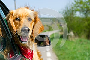 Golden Retriever Looking Out Of Car