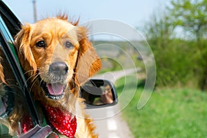 Perro perdiguero de oro buscando afuera de auto 