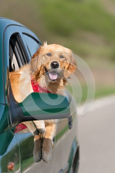 Golden Retriever Looking Out Of Car