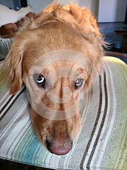 Golden Retriever Looking Up at Camera