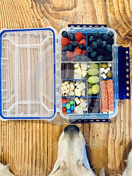 A golden retriever gazes longingly at a snacklebox tacklebox charcuterie tray for kayaking holding fruits and cheeses