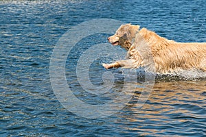 Golden Retriever lunging into the lake