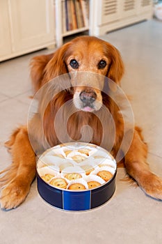 Golden retriever lying on the floor with a box of cookies in front of it