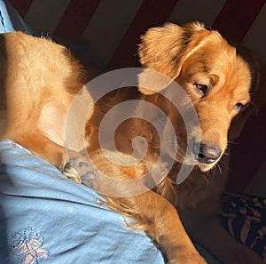 Golden retriever lying on the floor