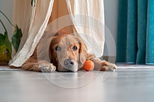 Golden Retriever lying on the floor and its toy ball