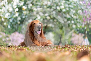 Golden Retriever lying on the grass