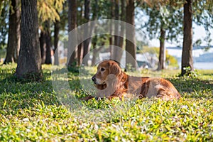 Golden Retriever lying on the grass in the park