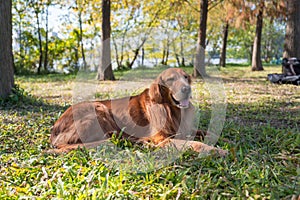 Golden Retriever lying on the grass in the park