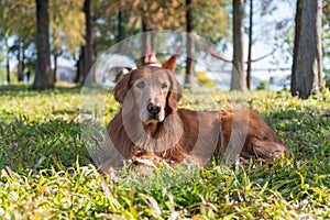 Golden Retriever lying on the grass in the park