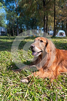 Golden Retriever lying on the grass in the park