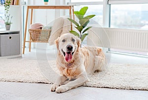 Golden retriever lying on light floor