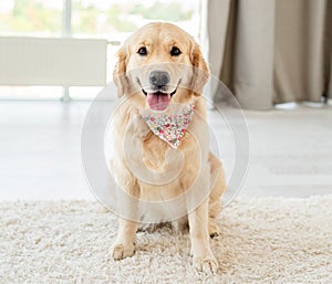 Golden retriever lying on light floor