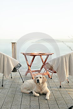 Golden retriever lying on patio with sea view.