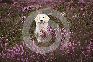 Golden Retriever in Moor photo