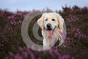 Golden Retriever in Moor photo