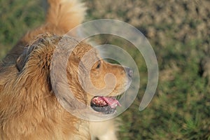 Splendid example of golden retriever dog with brown fur.