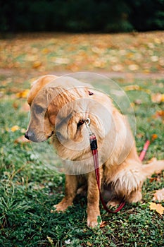 A golden retriever named Harvey. The puppy you fall in love with