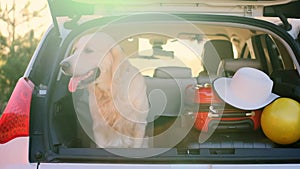 Golden retriever in open car trunk