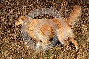 Golden Retriever out hunting