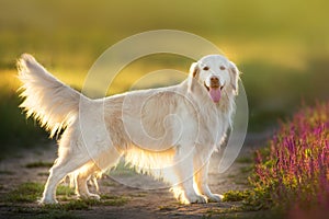 Golden retriever outdoor