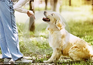 Golden Retriever outdoor training process