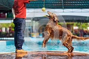 Golden Retriever and the owner play games