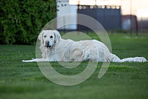 Golden retriever in the park on a green meadow..