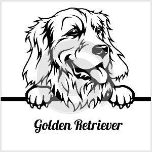 Golden Retriever - Peeking Dogs - - breed face head isolated on white