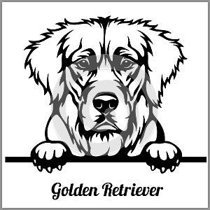 Golden Retriever - Peeking Dogs - - breed face head isolated on white