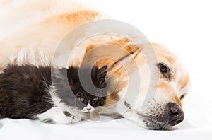 Golden Retriever with a Persian cat