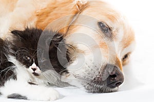 Golden Retriever with a Persian cat