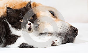 Golden Retriever with a Persian cat