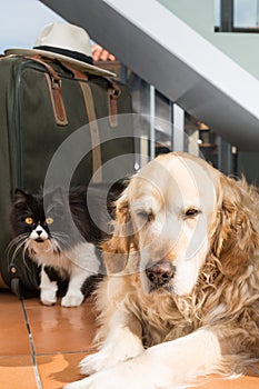 Golden Retriever and Persian cat books