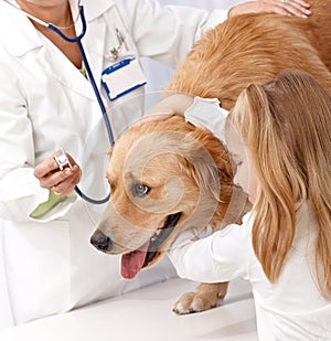 Golden retriever at pets' clinic