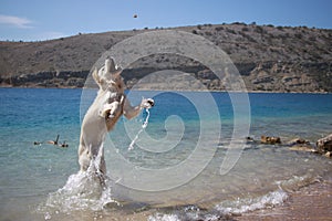 Golden retriever play in sea