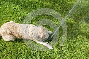 Golden Retriever, play with water fountain.