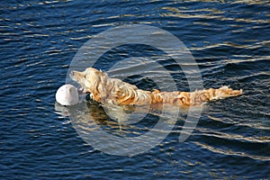 Golden retriever playing with ball. 2