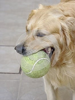 Golden retriever playing with a ball photo