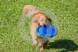 Golden Retriever Playing with Frisbee