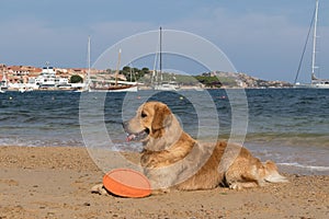 Golden retriever playing with frisbee on dogs friendly beach near Palau, Sardinia, Italy