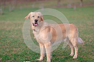 Golden retriever playing with his toy.dog standing on meadow