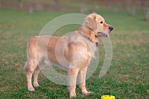 Golden retriever playing with his toy.dog standing on meadow