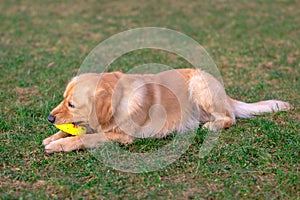 Golden retriever playing with his toy.dog standing on meadow